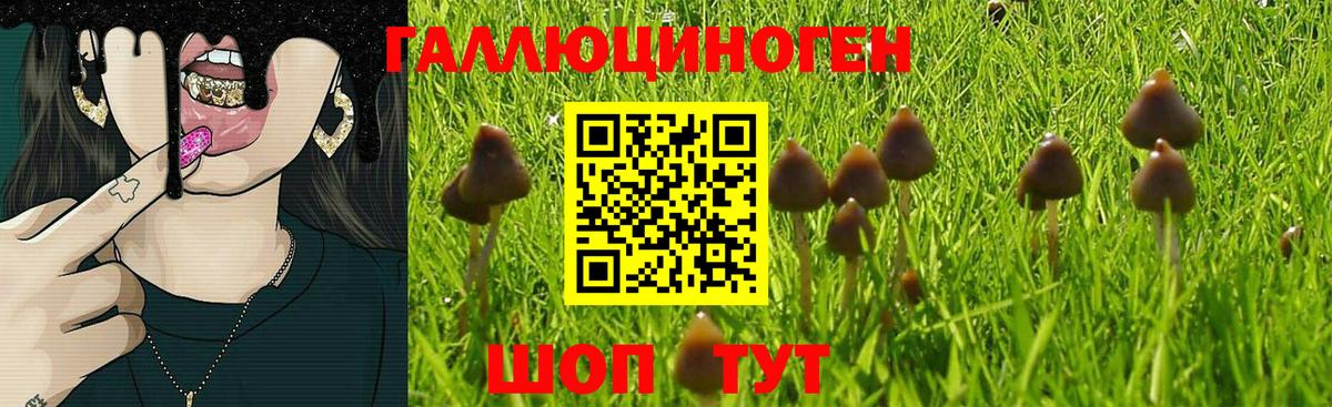 Галлюциногенные грибы Psilocybe  Вход с VPN  Галлюциногенные грибы MAGIC MUSHROOMS  Назрань 